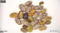 Click for 8 image(s) for this accession. seed