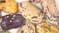 column seed
