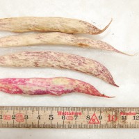 Click for 8 image(s) for this accession. Image