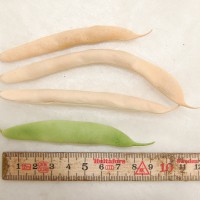 Click for 9 image(s) for this accession. Image