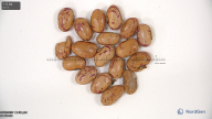 Click for 3 image(s) for this accession. seed