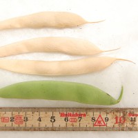 Click for 7 image(s) for this accession. Image