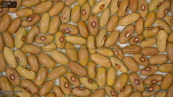 column seed