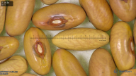 column seed