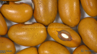 column seed