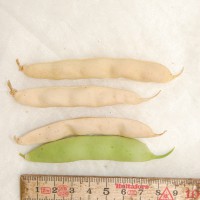 Click for 5 image(s) for this accession. Image
