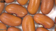 column seed
