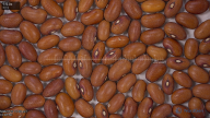 column seed