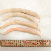 Click for 9 image(s) for this accession. Image