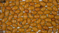 column seed