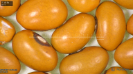 column seed