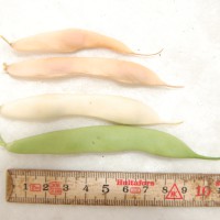 Click for 6 image(s) for this accession. Image