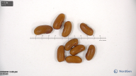 Click for 3 image(s) for this accession. seed