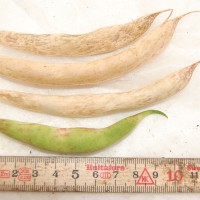Click for 5 image(s) for this accession. Image