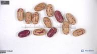 column seed
