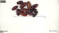 column seed