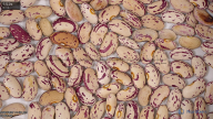 column seed