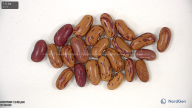 column seed