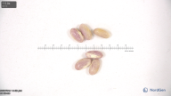 column seed