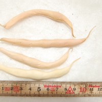 Click for 6 image(s) for this accession. Image
