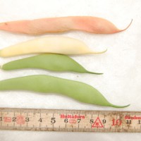 Click for 6 image(s) for this accession. Image