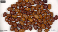column seed