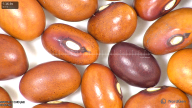 column seed