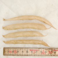 Click for 6 image(s) for this accession. Image