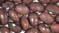 column seed