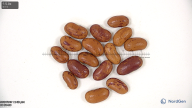 column seed