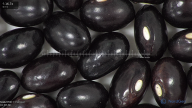 column seed