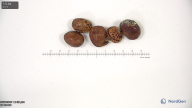 Click for 7 image(s) for this accession. seed