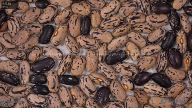 column seed