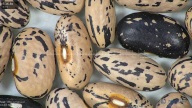 column seed