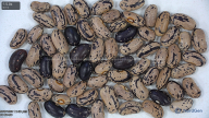 column seed