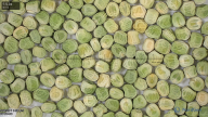 seed