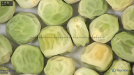 column seed