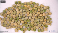 column seed