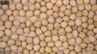 seed