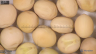 column seed