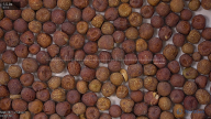 seed