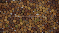 seed