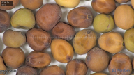 column seed
