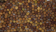 column seed