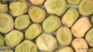 column seed