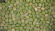 seed