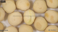 column seed