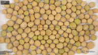 seed