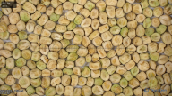 seed