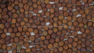 seed